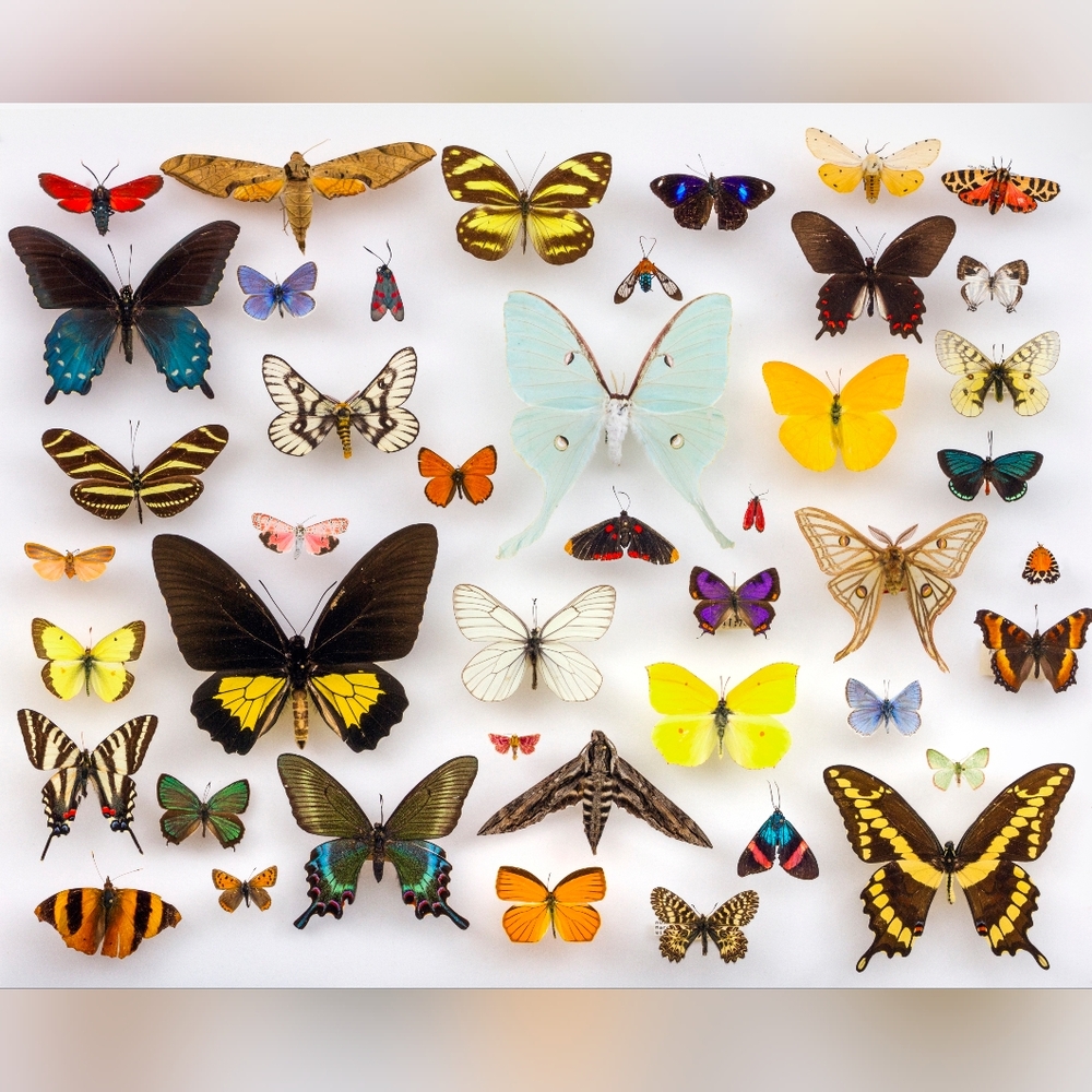 Colorful Butterfly Wall Art Print